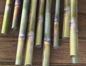 Praj Sugarcane Commercial video work - Toolbox